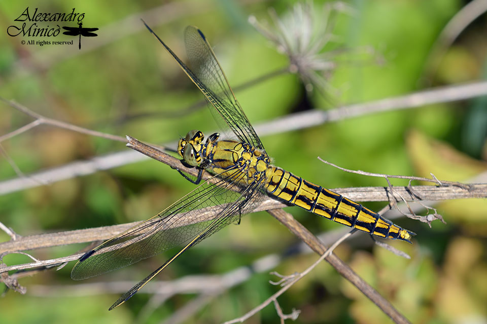 Orthetrum cancellatum ♀