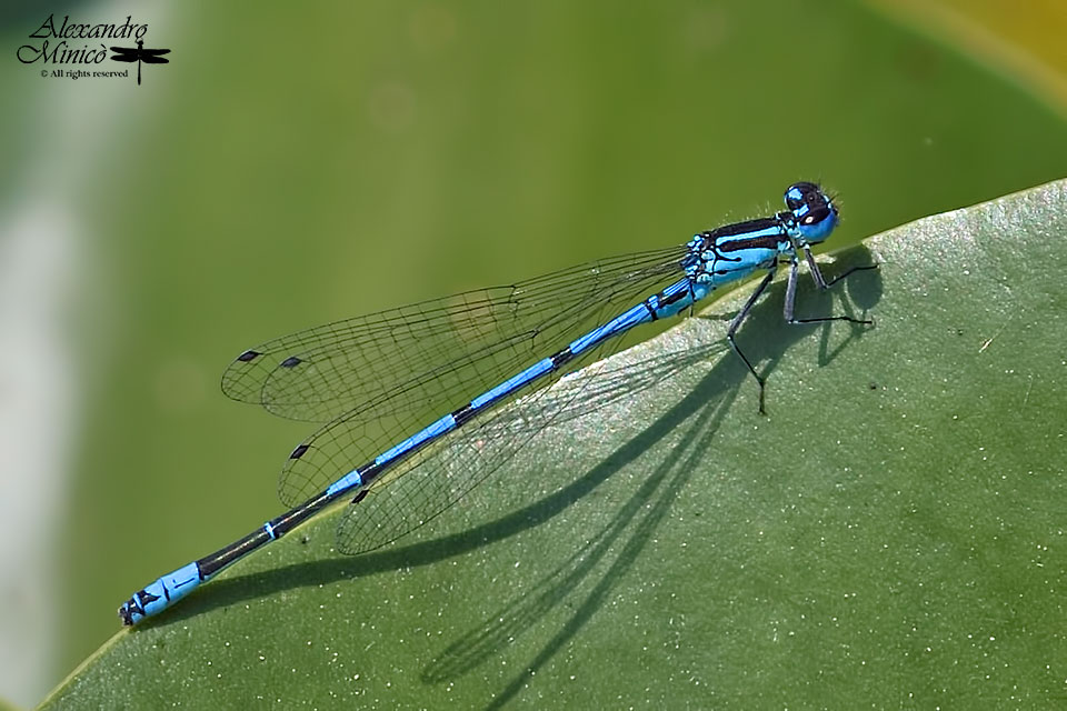 Coenagrion puella (Linnaeus, 1758) ♂ e ♀ e ovodeposizione