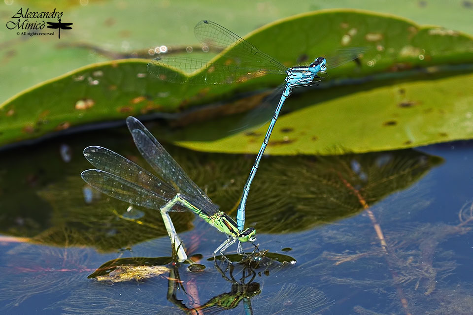 Coenagrion puella (Linnaeus, 1758) ♂ e ♀ e ovodeposizione