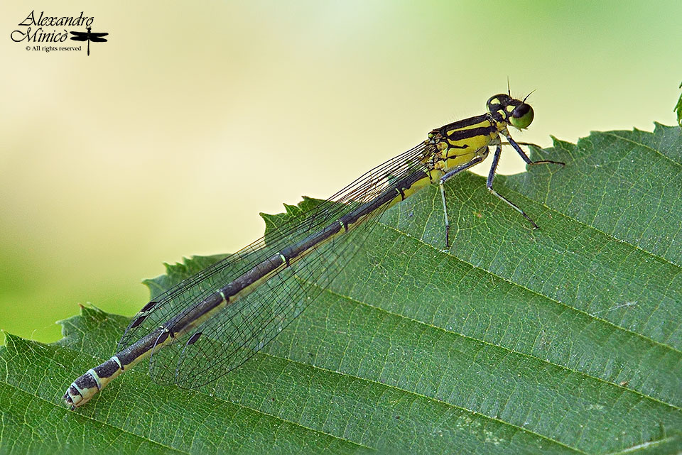 Coenagrion puella (Linnaeus, 1758) ♂ e ♀ e ovodeposizione