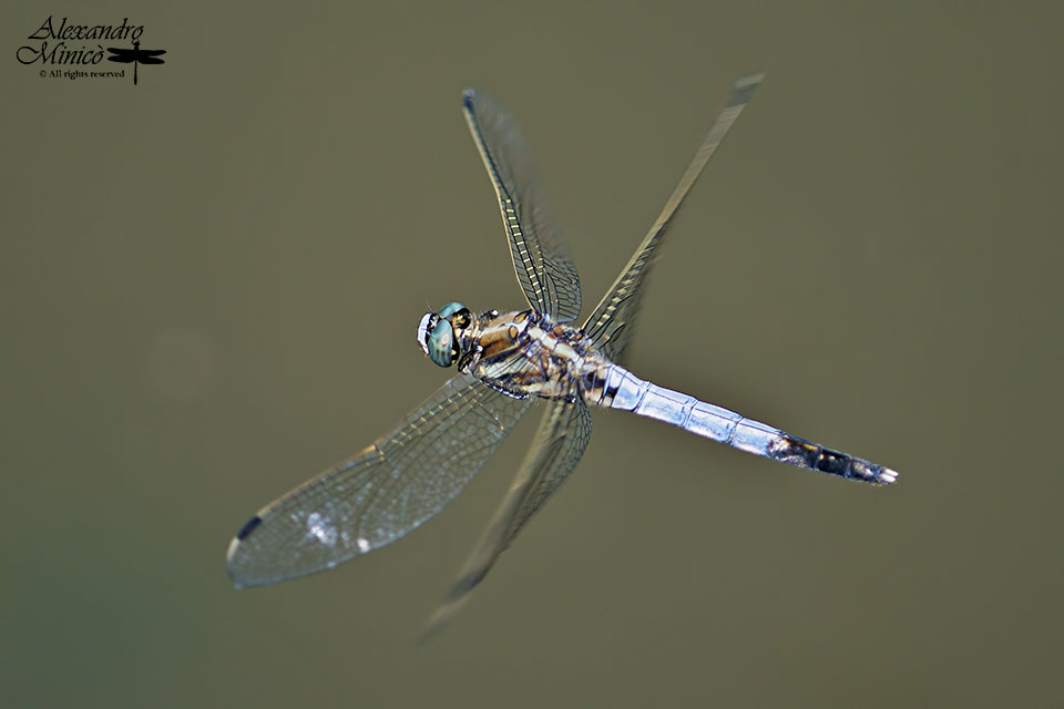 Orthetrum albistylum (Slys-Longchamps, 1848) ♂