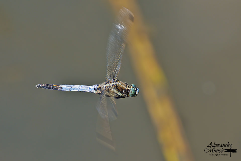 Orthetrum albistylum (Slys-Longchamps, 1848) ♂