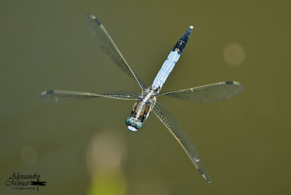 Orthetrum albistylum (Slys-Longchamps, 1848) ♂