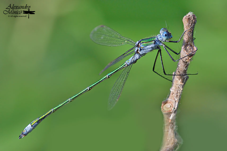 Lestes sponsa (Hansemann, 1823) ♂ e ♀