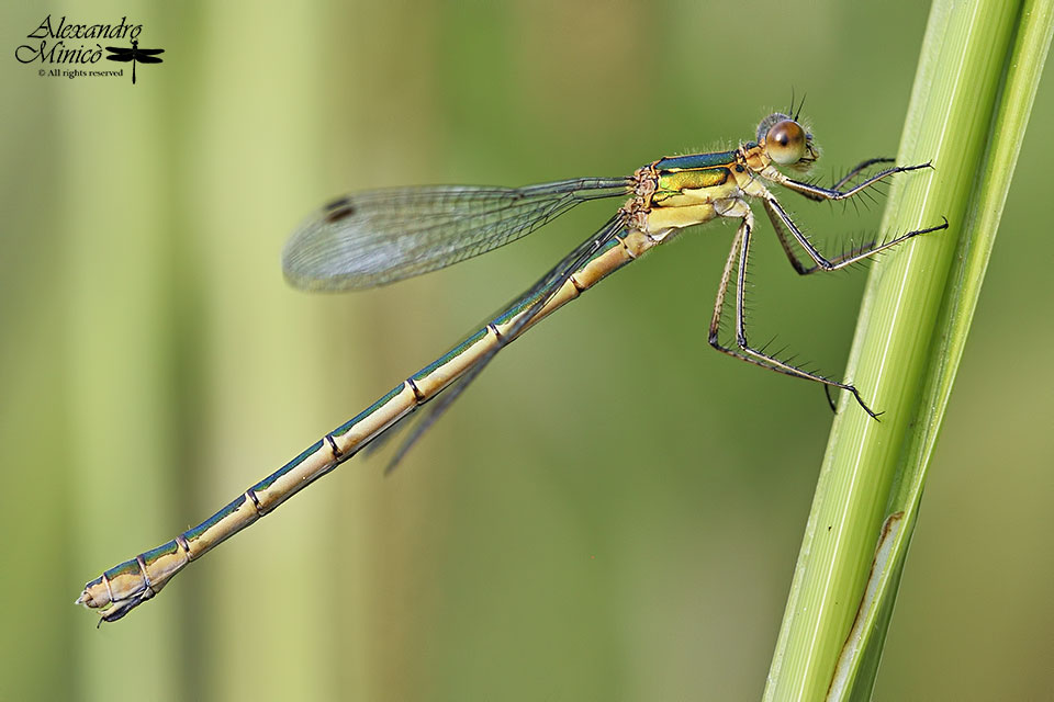 Lestes sponsa (Hansemann, 1823) ♂ e ♀