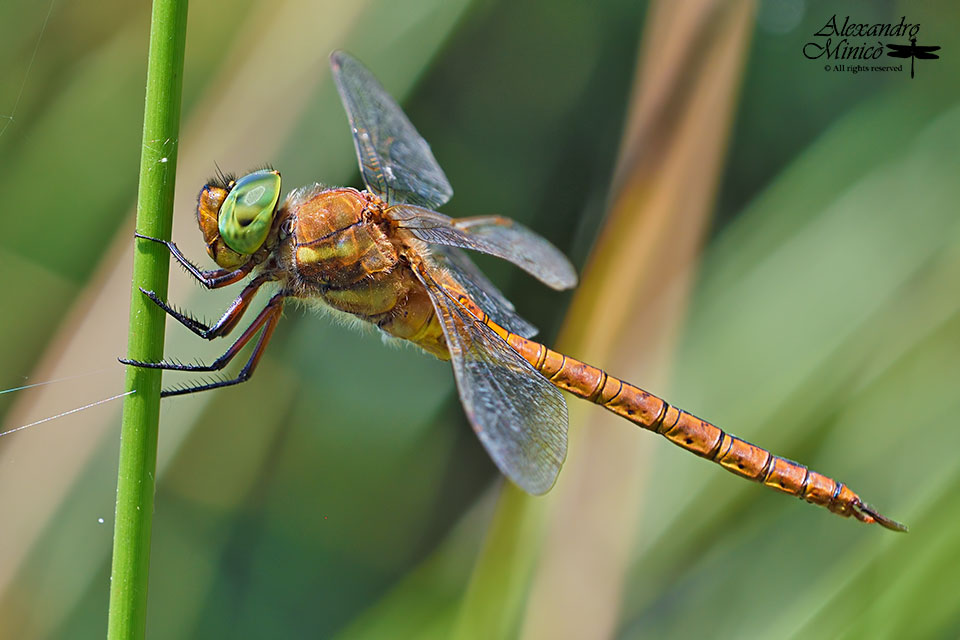 Aeshna isoceles (Mller, 1767) ♂