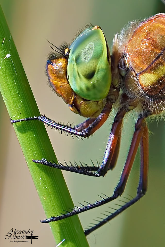 Aeshna isoceles (Mller, 1767) ♂