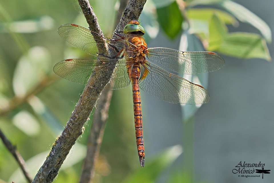 Aeshna isoceles (Mller, 1767) ♂