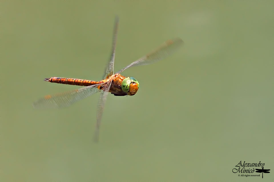 Aeshna isoceles (Mller, 1767) ♂