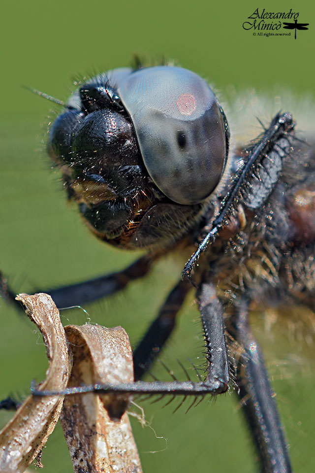 Libellula fulva (Mller, 1764) ♂