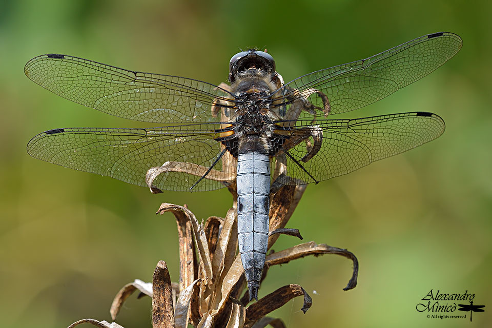 Libellula fulva (Mller, 1764) ♂