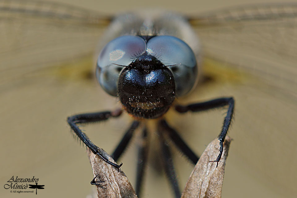 Libellula fulva (Mller, 1764) ♂