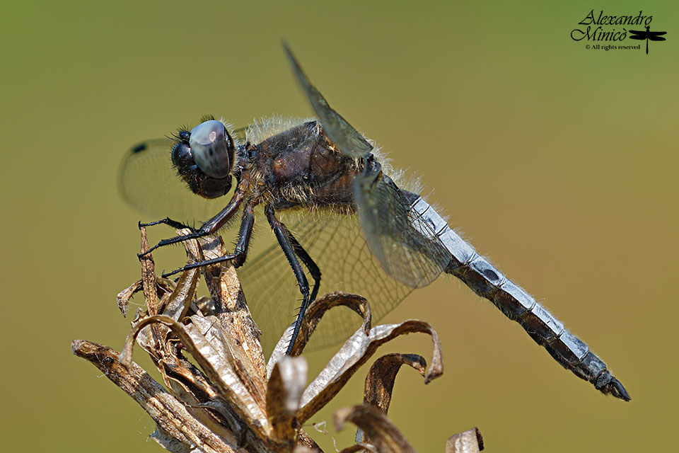 Libellula fulva (Mller, 1764) ♂