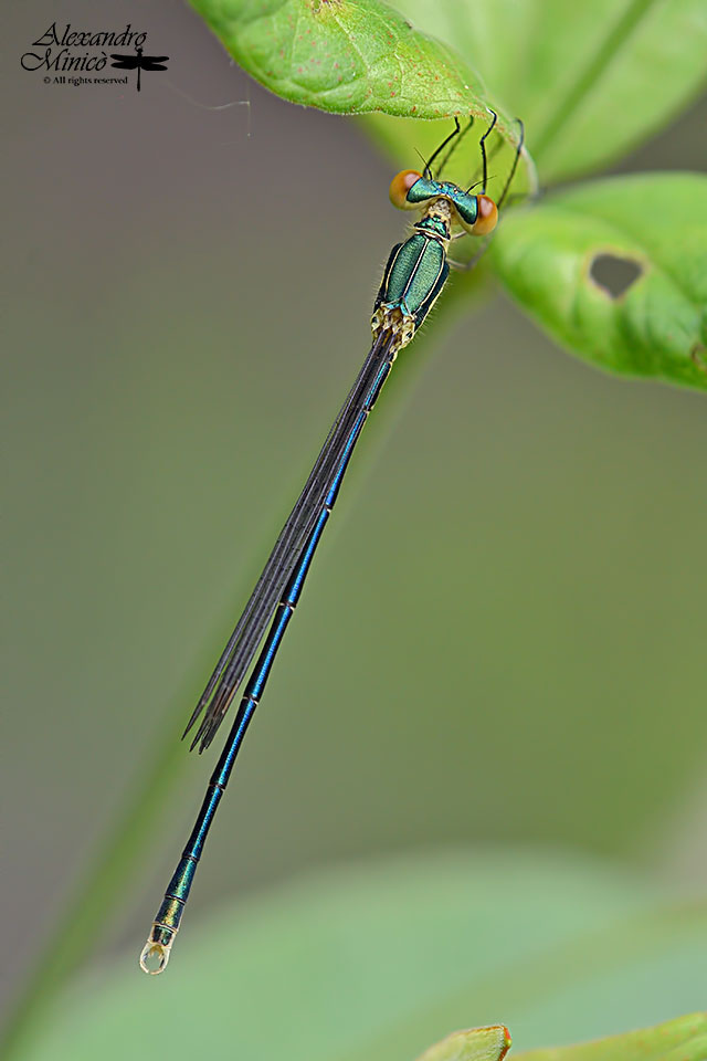 Lestes virens (Charpentier, 1825) ♂ giovane