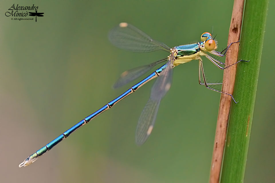 Lestes virens (Charpentier, 1825) ♂ giovane