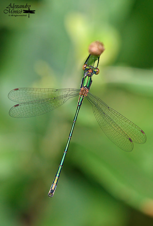 Lestes sponsa (Hansemann, 1823) ♂ e ♀ giovani