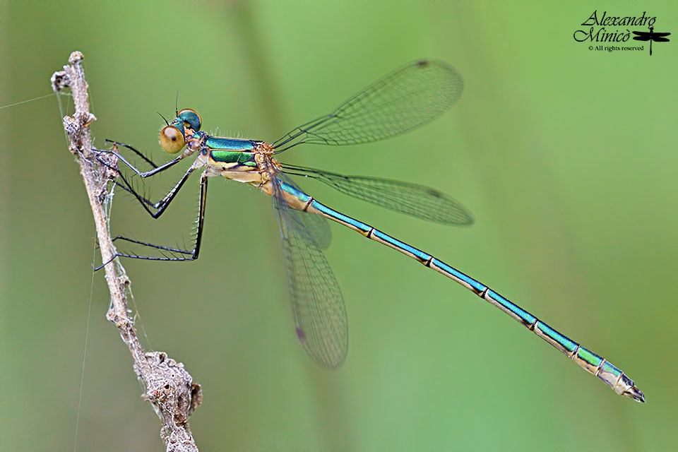 Lestes sponsa (Hansemann, 1823) ♂ e ♀ giovani