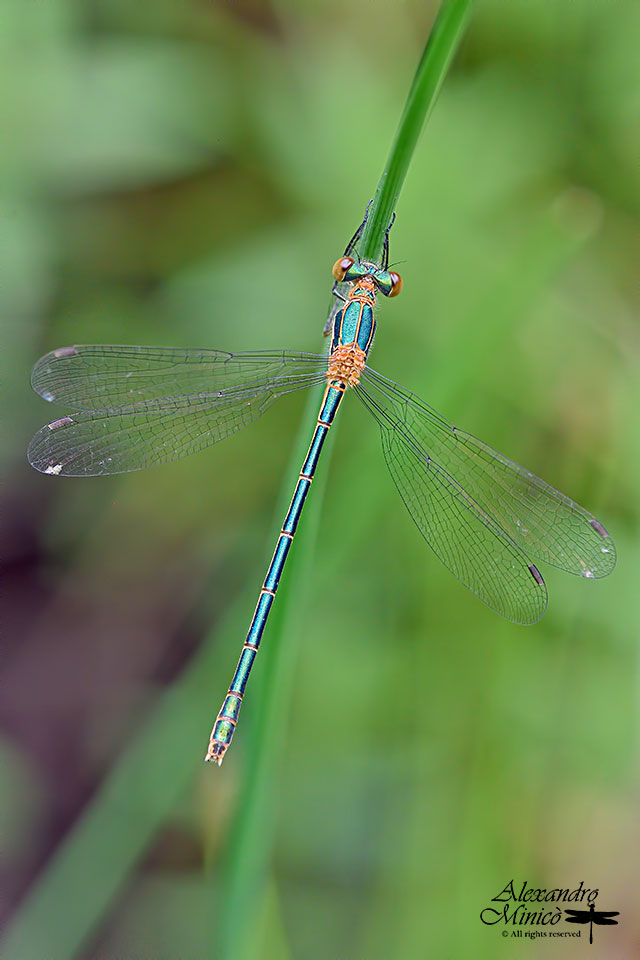 Lestes sponsa (Hansemann, 1823) ♂ e ♀ giovani