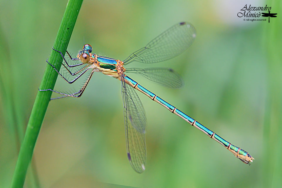 Lestes sponsa (Hansemann, 1823) ♂ e ♀ giovani