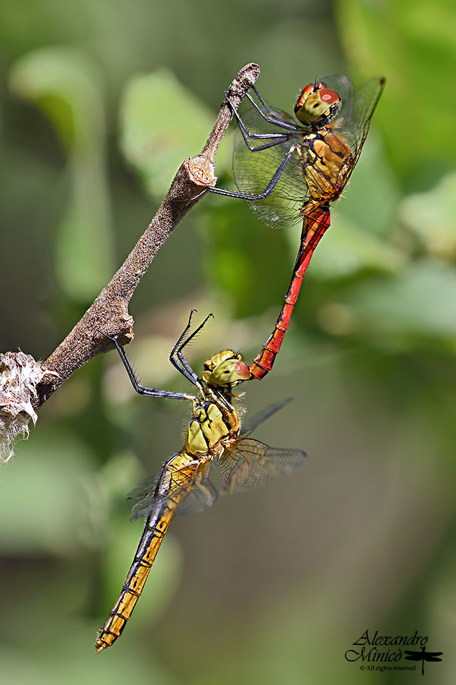 Sympetrum sanguineum (Mϋller, 1764) ♂ e ♀ tandem e ovodeposizione