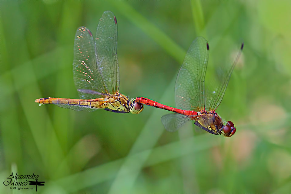 Sympetrum sanguineum (Mϋller, 1764) ♂ e ♀ tandem e ovodeposizione