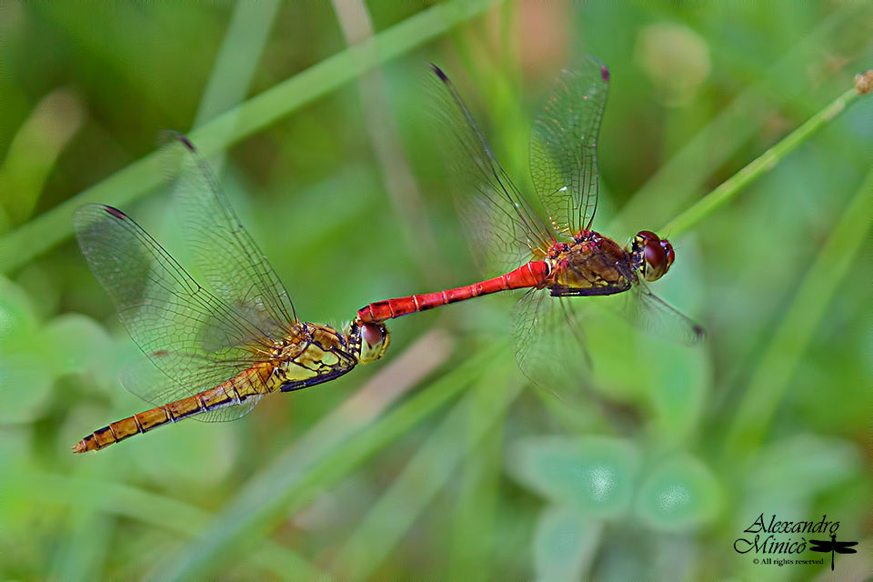 Sympetrum sanguineum (Mϋller, 1764) ♂ e ♀ tandem e ovodeposizione