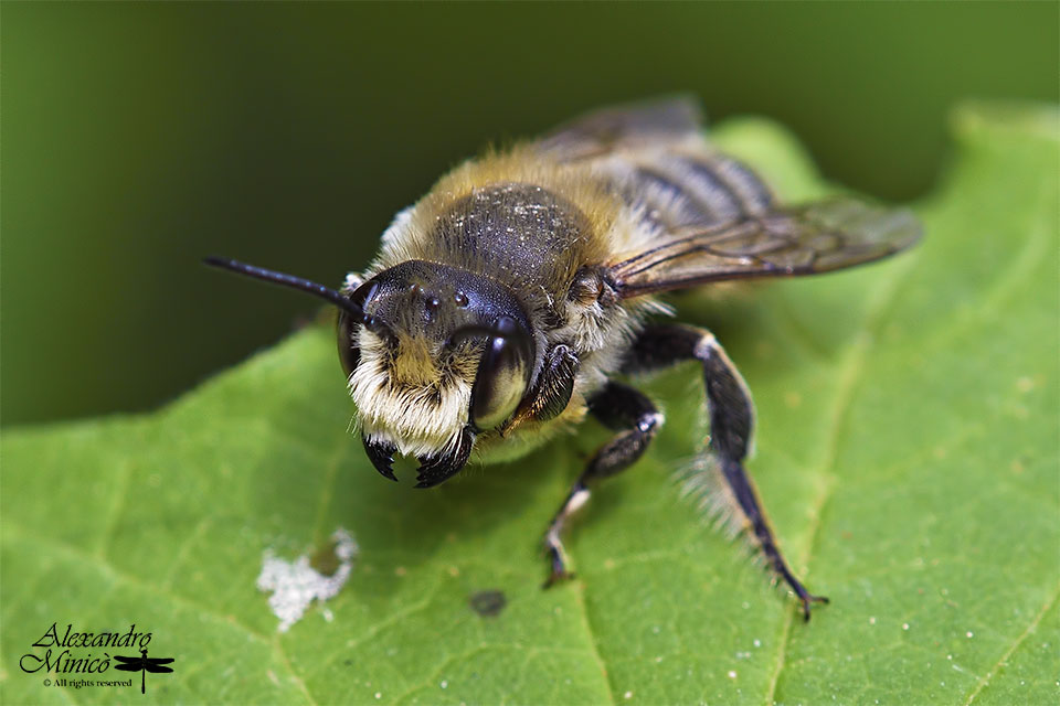 Quale imenottero? Apidae Megachilinae: cfr.  Megachile sp.