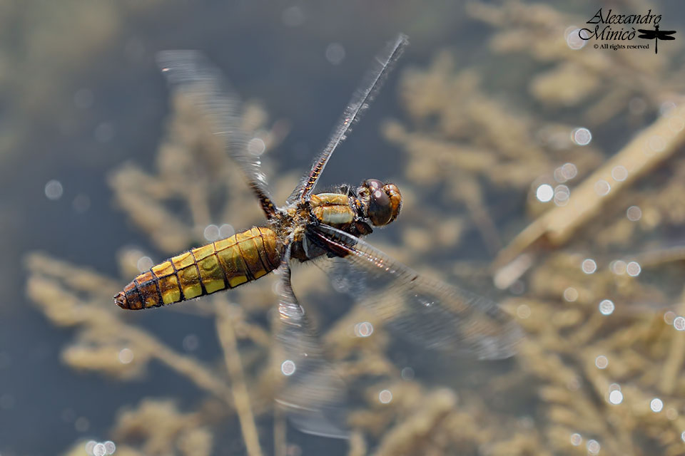 Libellula depressa ♀