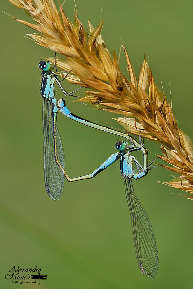 Ischnura elegans ♂ e ♀ f. typica - accoppiamento