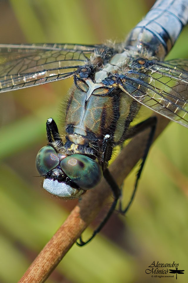 Orthetrum albistylum ♂ e ♀