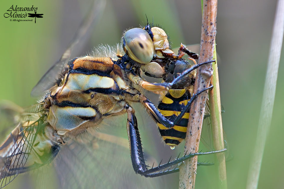 Orthetrum albistylum ♂ e ♀