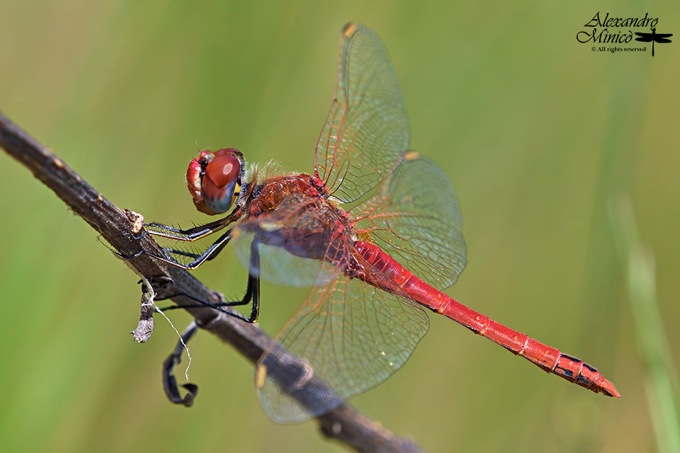 Sympetrum fonscolombii ♂