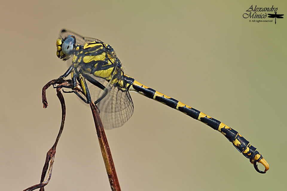 Onychogomphus uncatus (Charpentier, 1840) ♂