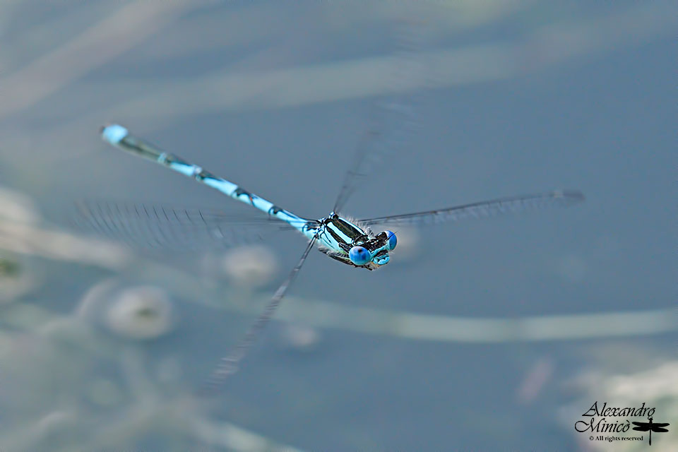 Erythromma lindenii (Slys-Longchamps, 1840) ♂♀ e deposizione