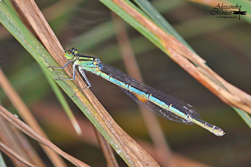 Erythromma lindenii (Slys-Longchamps, 1840) ♂♀ e deposizione