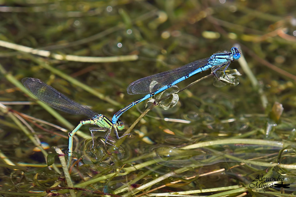 Erythromma lindenii (Slys-Longchamps, 1840) ♂♀ e deposizione