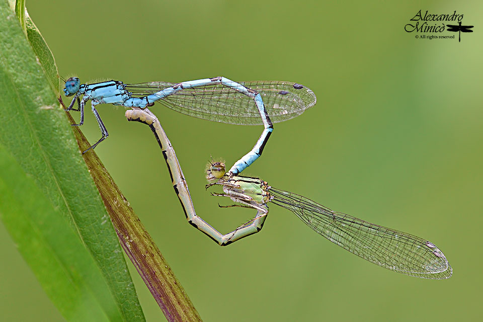 Enallagma cyathigerum (Charpentier, 1840) ♂♀ accoppiamento