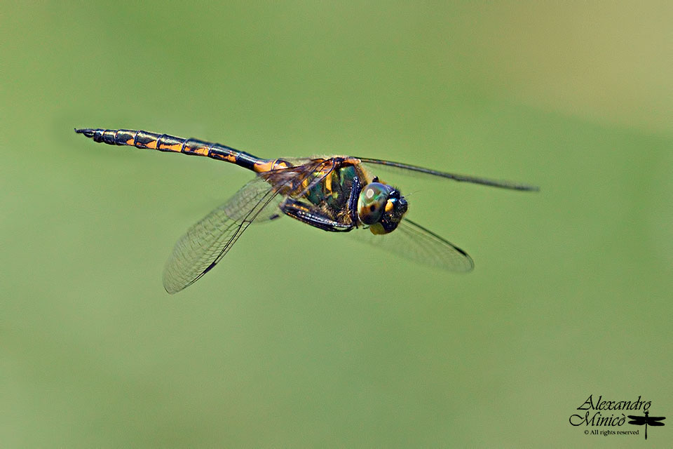 Somatochlora flavomaculata (Vander Linden, 1825) ♂