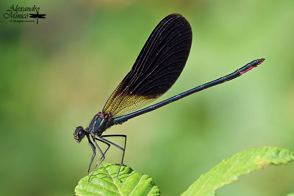 Calopteryx haemorrhoidalis (Vander Linden, 1825) ♂ e ♀