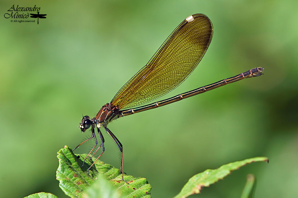 Calopteryx haemorrhoidalis (Vander Linden, 1825) ♂ e ♀