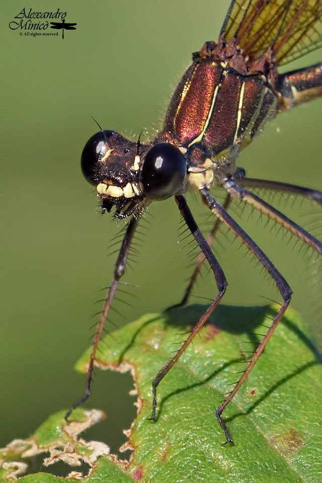 Calopteryx haemorrhoidalis (Vander Linden, 1825) ♂ e ♀