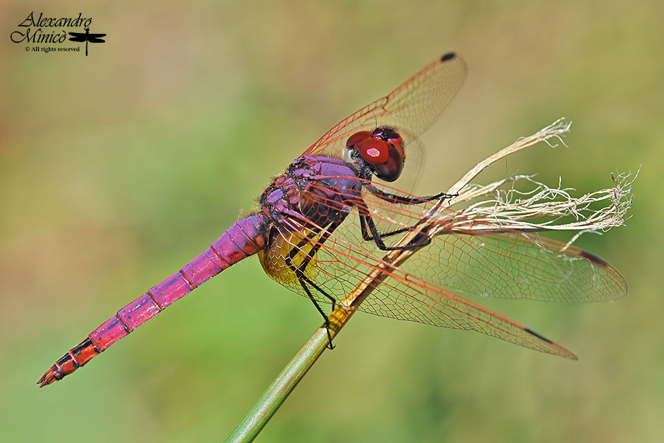 Trithemis annulata (Palisot de Beauvois, 1805) ♂ e ♀