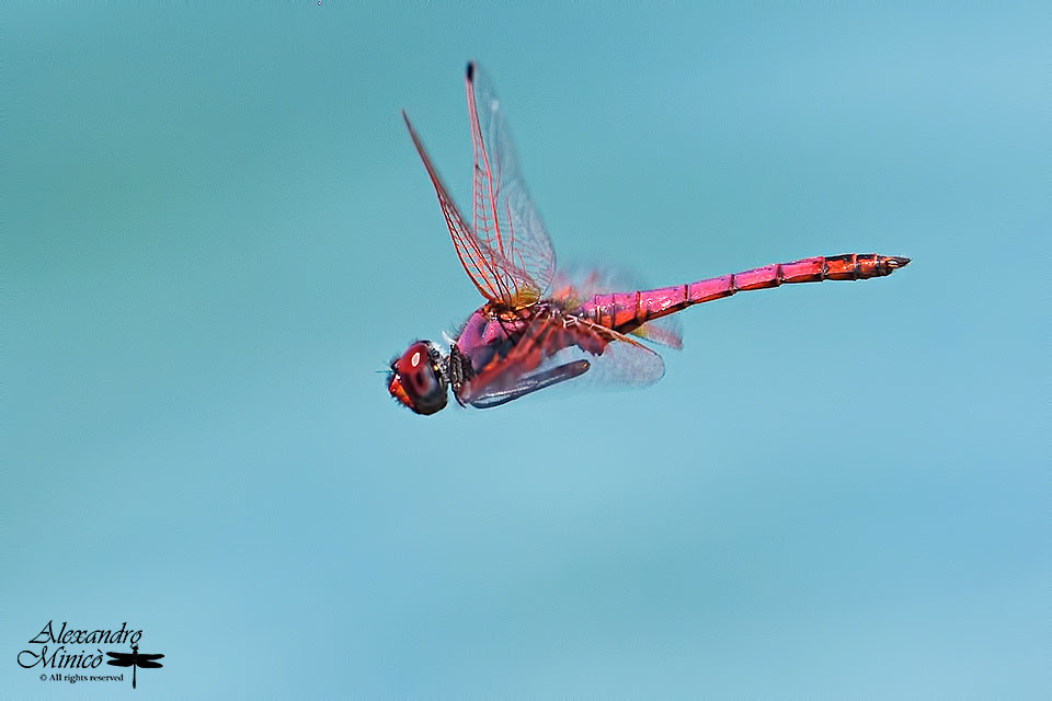 Trithemis annulata (Palisot de Beauvois, 1805) ♂ e ♀