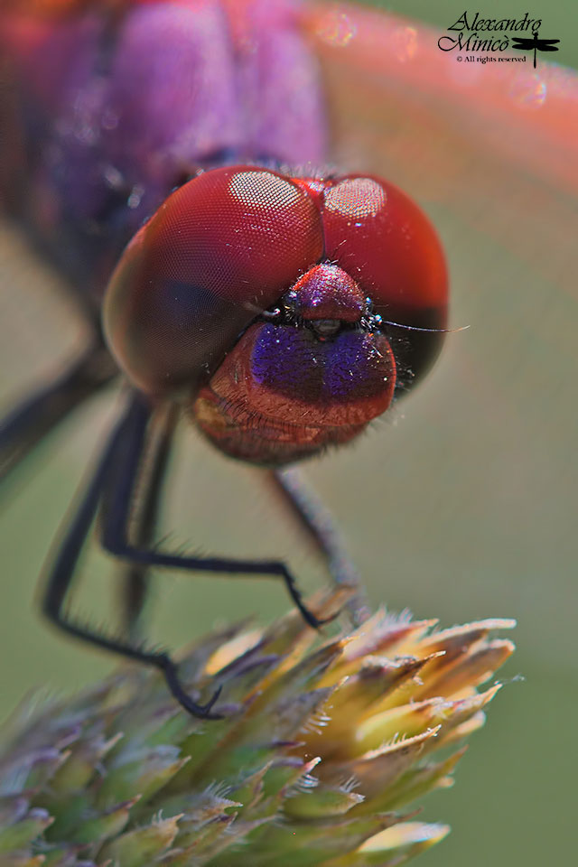 Trithemis annulata (Palisot de Beauvois, 1805) ♂ e ♀