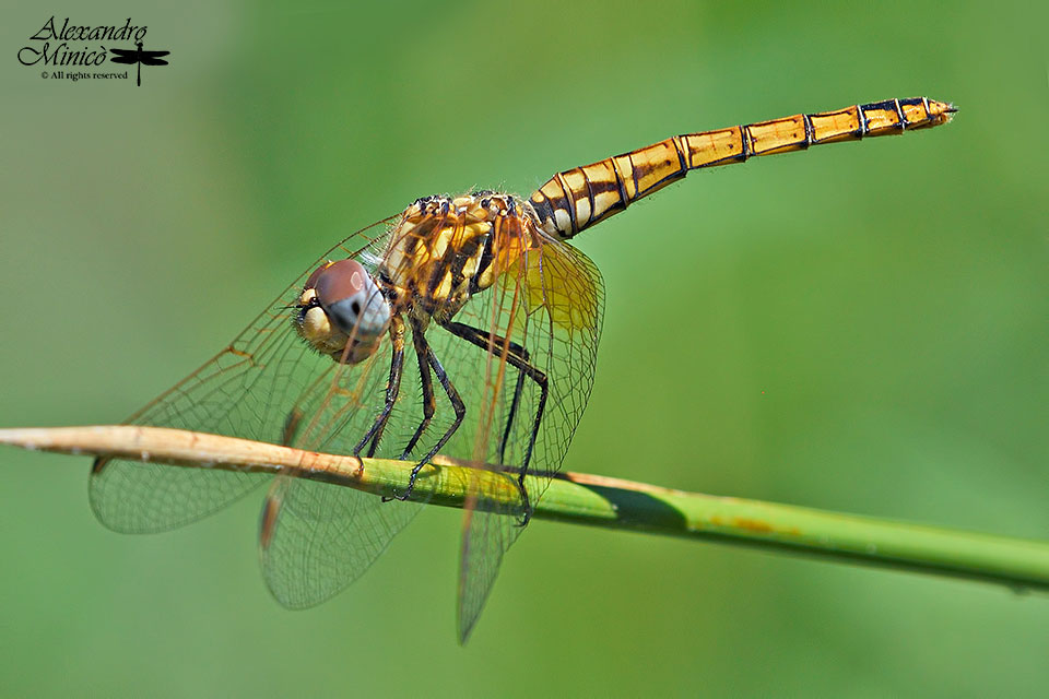 Trithemis annulata (Palisot de Beauvois, 1805) ♂ e ♀