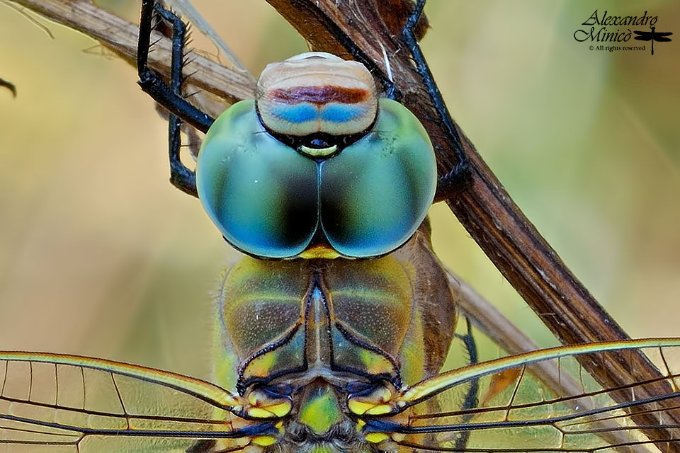 Anax? No, Orthetrum cancellatum