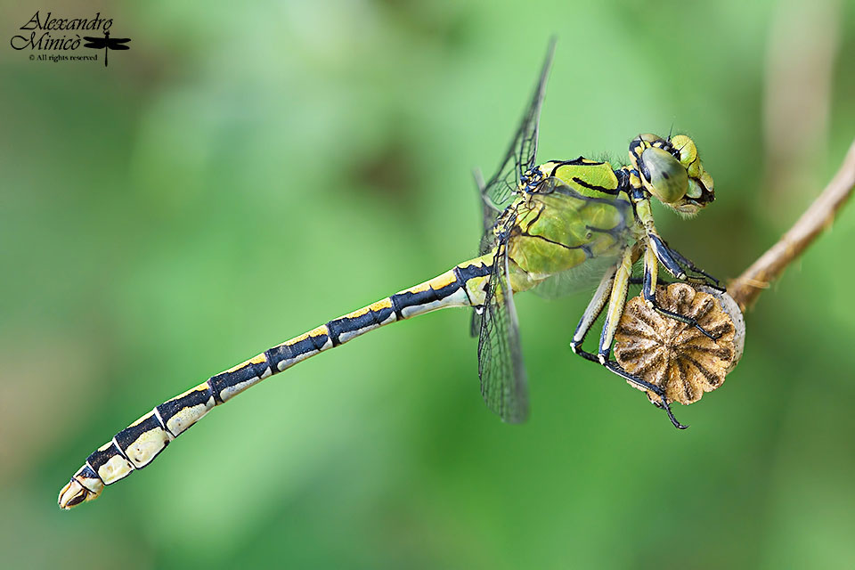 Ophiogomphus cecilia (Fourcroy, 1785) ♂ e ♀