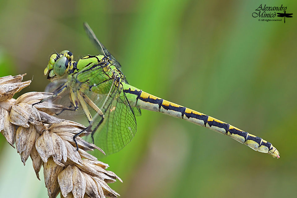 Ophiogomphus cecilia (Fourcroy, 1785) ♂ e ♀