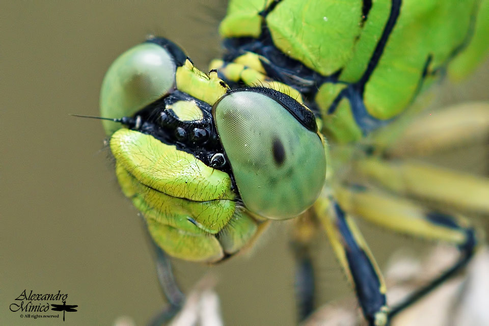 Ophiogomphus cecilia (Fourcroy, 1785) ♂ e ♀