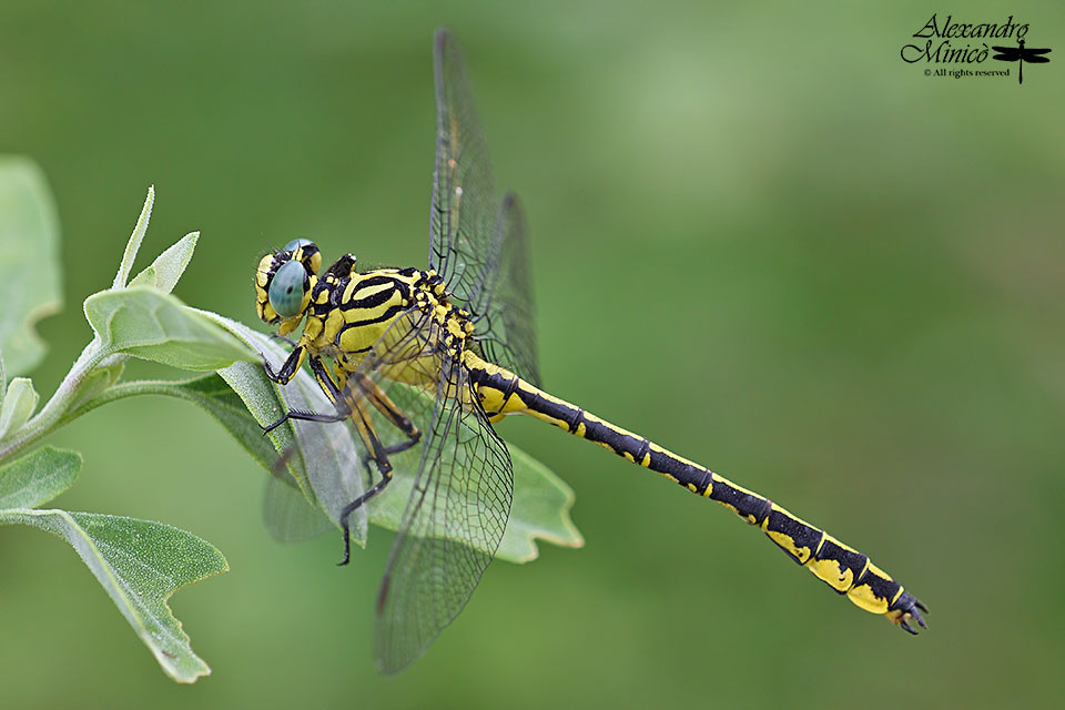 Gomphus flavipes (Charpentier, 1825) ♂